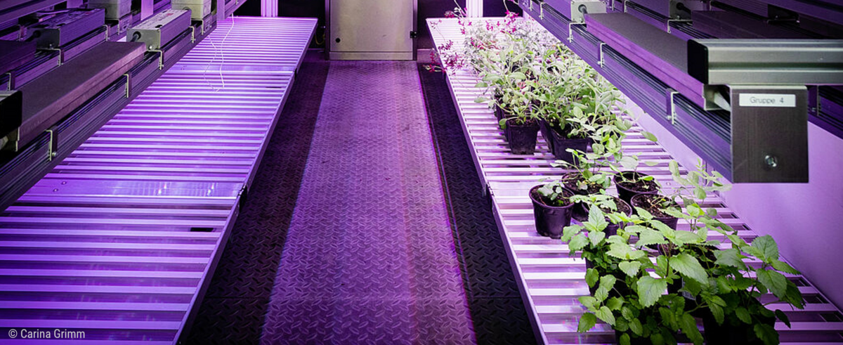 Studienstarter*innen M.Sc. Bioeconomy